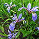image de Iris versicolor