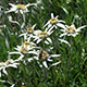 image de Leontopodium alpinum