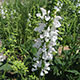 image de Salvia pratensis