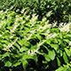 image de Maianthemum racemosum (Smilacina racemosa)