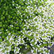 image de Thymus serpyllum albus