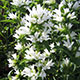 image de Campanula glomerata alba