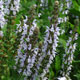 image de Salvia nemorosa