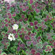 image de Trifolium repens