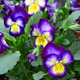 image de Viola x hybrida