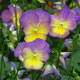 image de Viola x hybrida