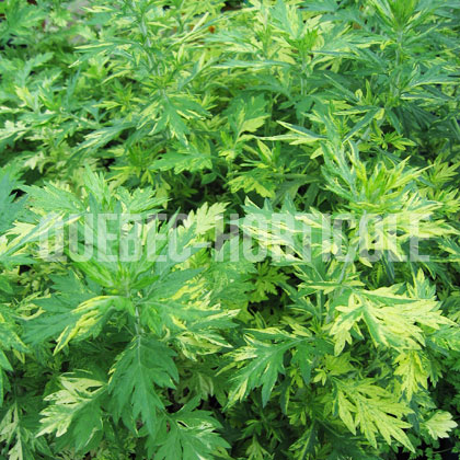 image de Artemisia vulgaris Oriental Limelight™