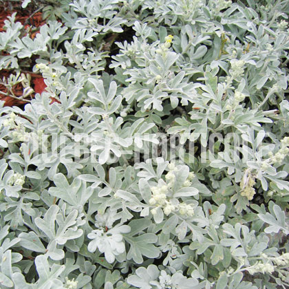 image de Artemisia stelleriana Silver Brocade