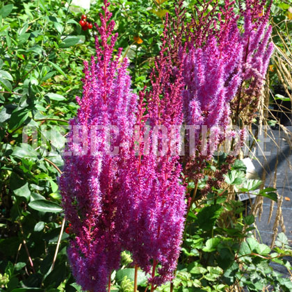 image de Astilbe chinensis taquetii Purple Candles (Purpurlanze)