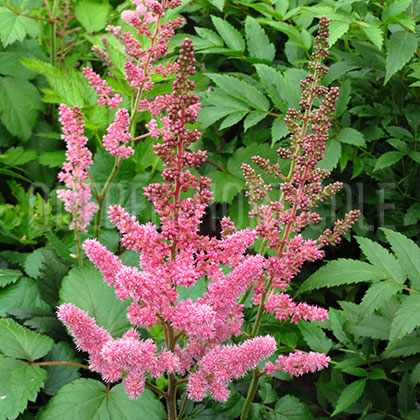 image de Astilbe chinensis Vision in Pink