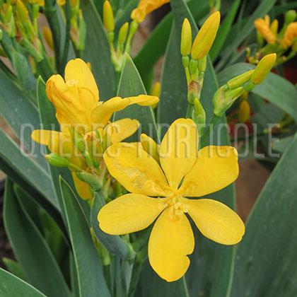 image de Iris domestica Hello Yellow