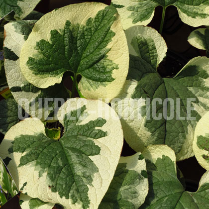 image de Brunnera macrophylla Dawson's White