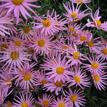 image de Chrysanthemum x rubellum Clara Curtis