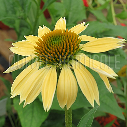 image de Echinacea Sombrero® Sandy Yellow