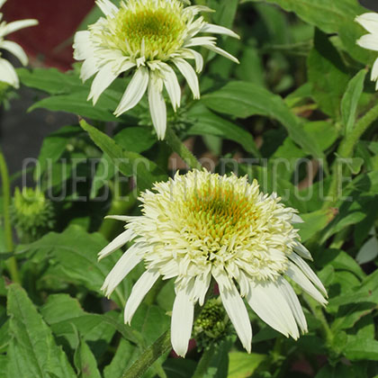 image de Echinacea White Double Delight