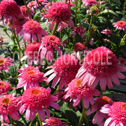 image de Echinacea Pink Double Delight