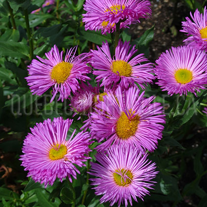 image de Erigeron x Pink Jewel