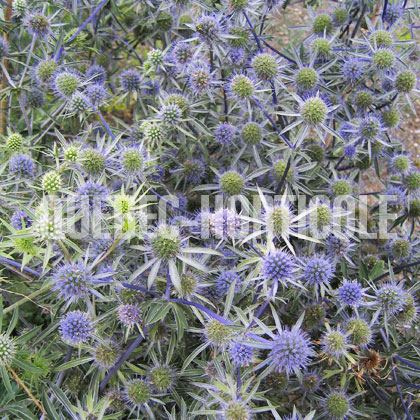 image de Eryngium planum Blue Glitter