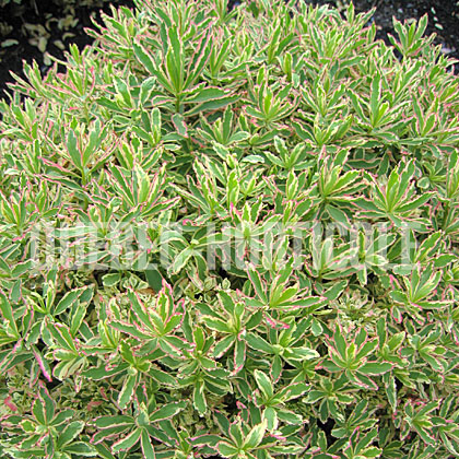 image de Euphorbia polychroma First Blush