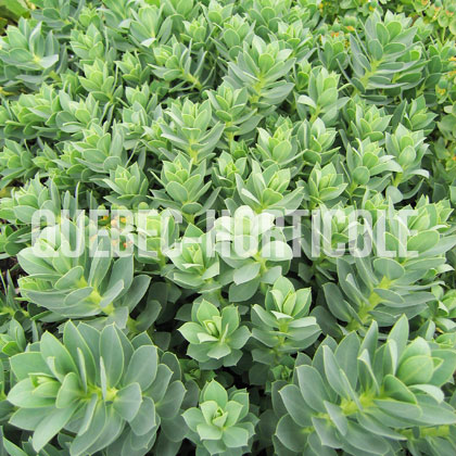 image de Euphorbia myrsinites 