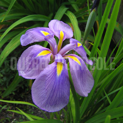 image de Iris ensata ( I. kaempferi ) 