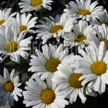image de Leucanthemum x superbum Daisy May
