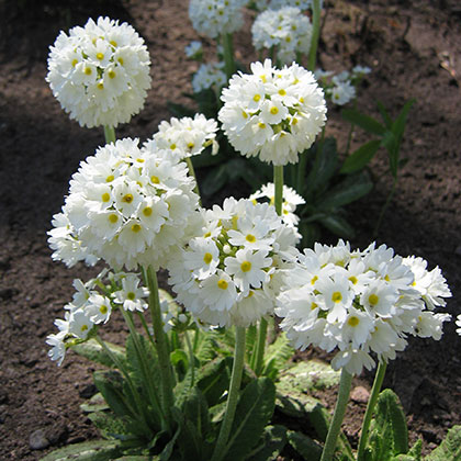 image de Primula denticulata alba 