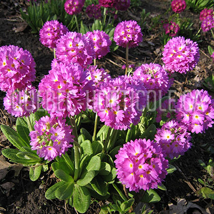 image de Primula denticulata 