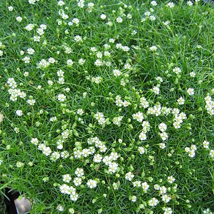 image de Sagina subulata (Arenaria verna) 