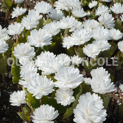 image de Sanguinaria canadensis Multiplex (Flore Pleno)