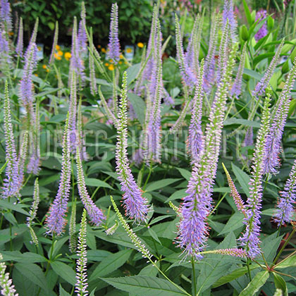 image de Veronicastrum virginicum Fascination