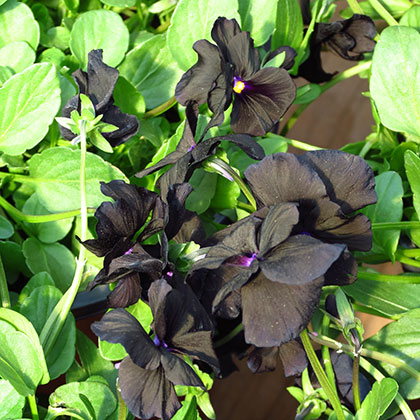 image de Viola x hybrida Black Magic