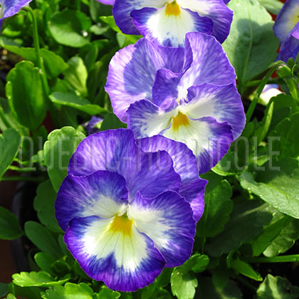 image de Viola x hybrida Halo Lilac