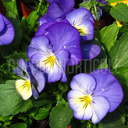 image de Viola x hybrida Halo Sky Blue