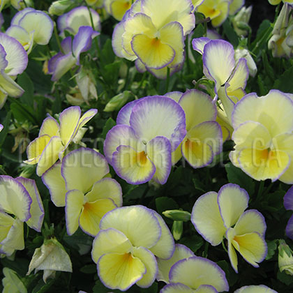 image de Viola x hybrida Etain