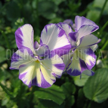 image de Viola x hybrida Rebecca