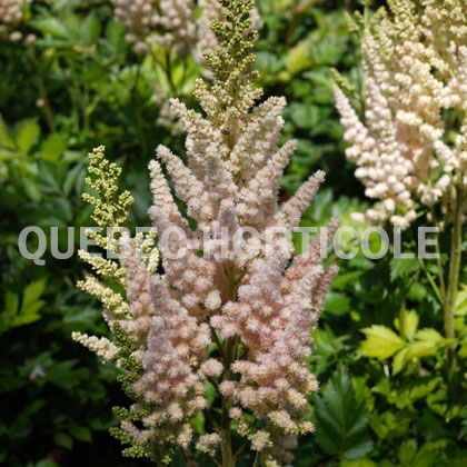 image de Astilbe chinensis Vision Inferno®