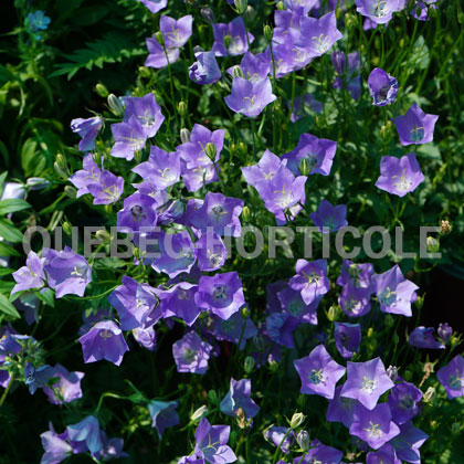 image de Campanula carpatica Violet Teacups