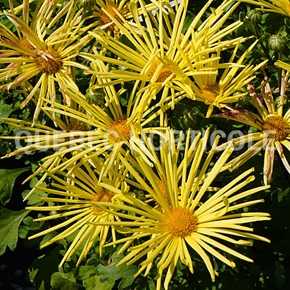 image de Chrysanthemum x morifolium Mammoth™ Yellow Quill