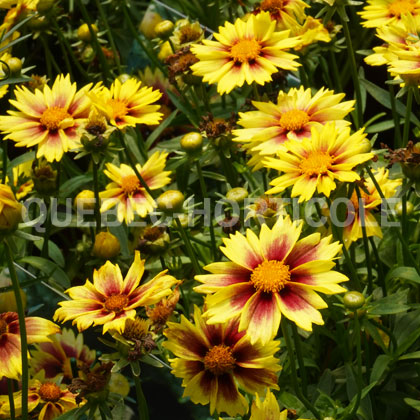 image de Coreopsis Li'l Bang™ Enchanted Eve