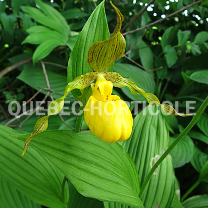 image de Cypripedium parviflorum 