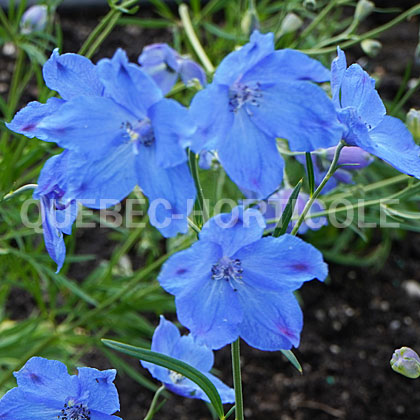image de Delphinium grandiflorum Cheer Blue