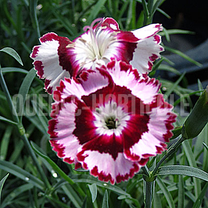 image de Dianthus Raspberry Swirl