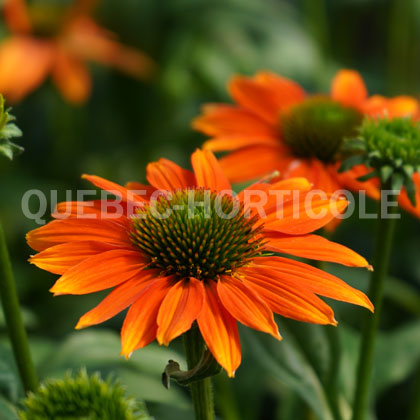 image de Echinacea Artisan™ Soft Orange