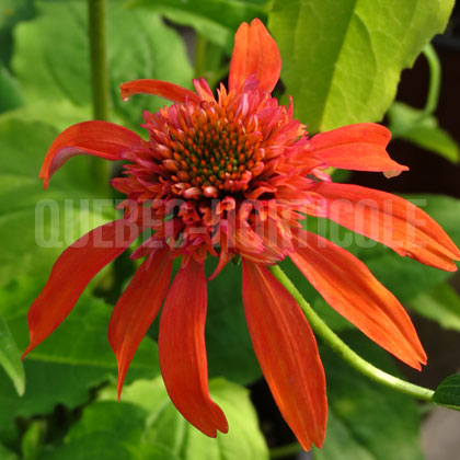 image de Echinacea Double Scoop™ Mandarin