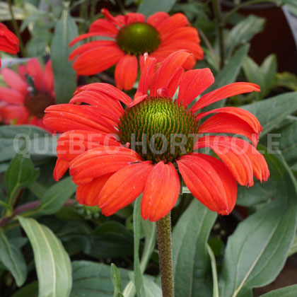image de Echinacea Kismet® Intense Orange