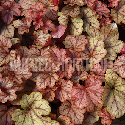 image de Heucherella (X Heucherella) Copper Cascade