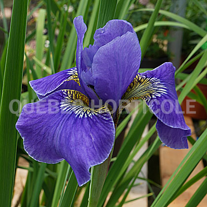 image de Iris sibirica Silver Edge