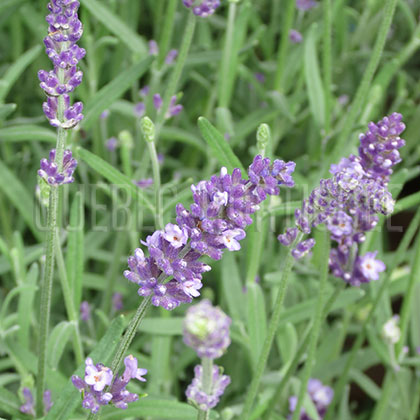 image de Lavandula angustifolia Ellagance Purple