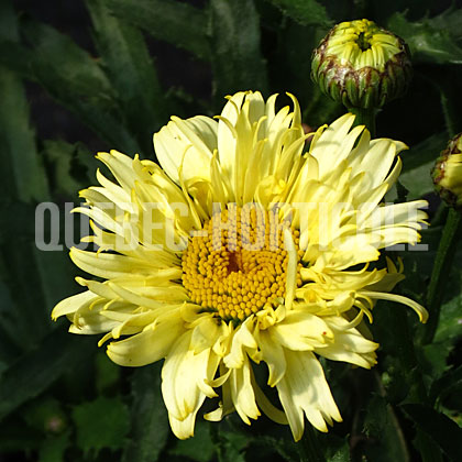 image de Leucanthemum x superbum Goldfinch